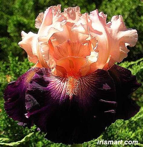 Beautiful Bearded Iris And The Ojays On Pinterest