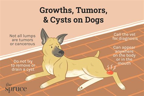 Canine Mast Cell Tumors Diagnosis Treatment And Prognosis Dog Carely