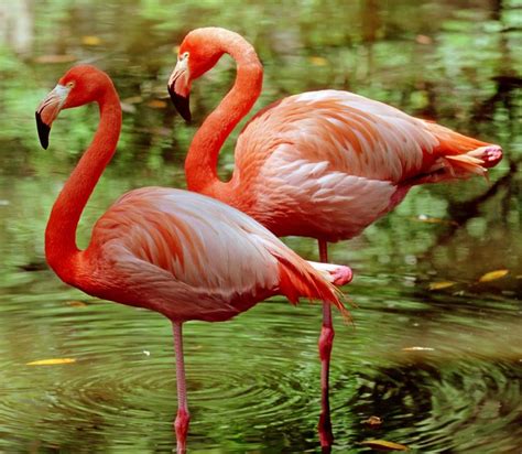 Flamingo Balancing Act Saves Energy Bbc News