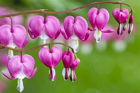 Tên Các Loài Hoa đẹp Nhất Trên Thế Giới đẹp Tuyệt Mỹ