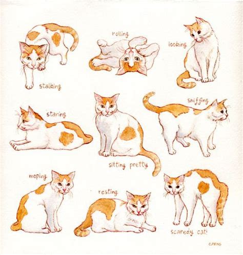 10 Cat Poses And Their Meanings Yoga Poses