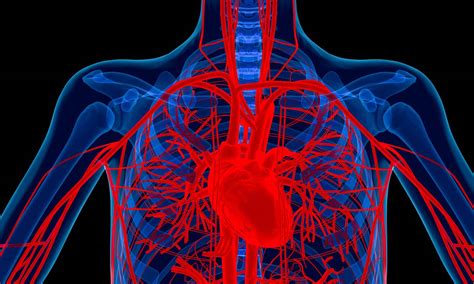 65 Fun Facts About The Circulatory System What Do You Need To Know By