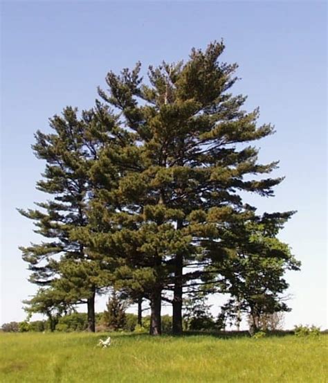 7 Common Types Of Pine Trees In Pennsylvania Progardentips