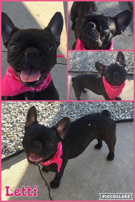 Have helped enable euthanasia rates to drop. French Bulldog Adoption Nj - Wayang Pets