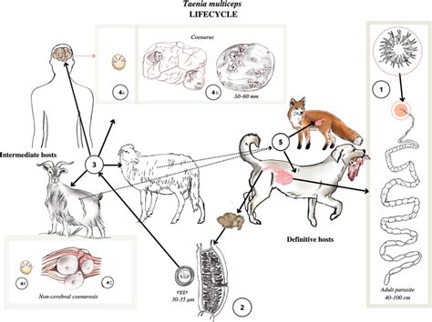 Graphical Representation Of The Life Cycle Of Taenia Multiceps The