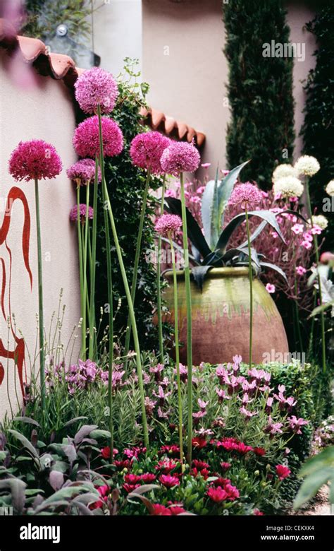Flower Bed By Pink Wall With Tall Pink Alliums French Lavender Tall