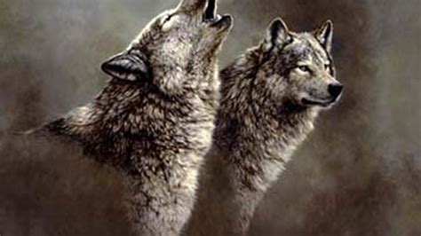 Grey Wolf Wallpaper 64 Pictures