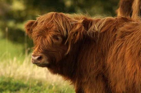 Scotland In April Highland Cow Visit Scotland Scotland