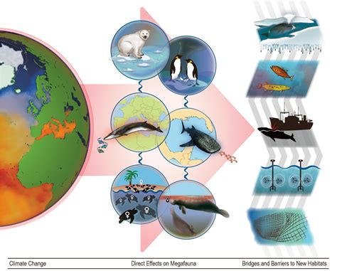 Frontiers Climate Change Will Re Draw The Map For Marine Megafauna