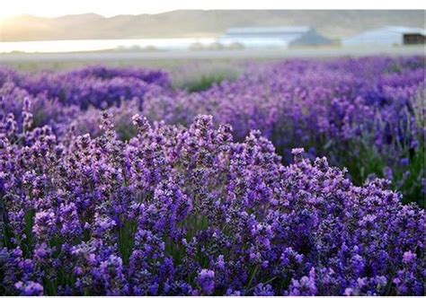 Beautiful Flower Picture Of Lavender Wild Flowers