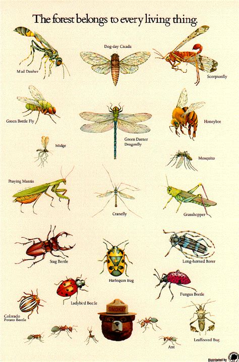Insect Identification Poster From The Us Forestry Service Insect
