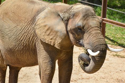 African Elephant Conservation At The Maryland Zoo