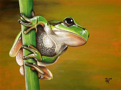 Tree Frog By Daniellehope On Deviantart Tree Frogs Frog Art Frog