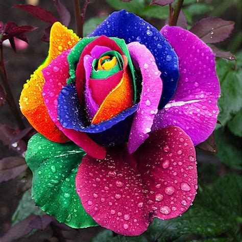 Buy 1000pcs Beautiful Rainbow Rose Multi Colored Rose Rose Flower