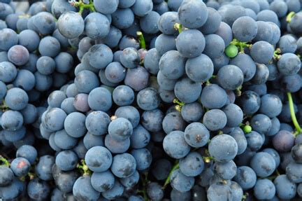 The top countries of suppliers are united kingdom, vietnam, and china, from which. Grapes - Raisin - Local - Angelos Italian Bakery & Market