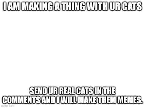 Image Tagged In Cats Imgflip