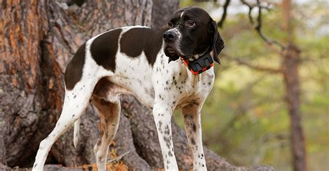 We did not find results for: Die 3 Besten GPS Tracker für Hunde (2021) im Test! - Hunde ...