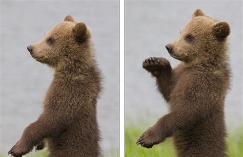 White Wolf Baby Bear Performs A Spontaneous Dance Routine In Wild Sweden
