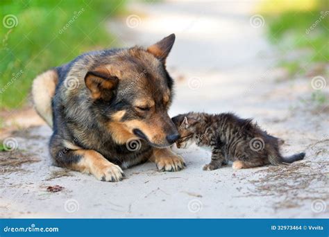 Big Dog And Little Kitten Stock Photo Image Of Card 32973464