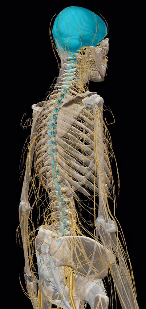 We did not find results for: Navigating the Nervous System Part I: The CNS, PNS, and ...