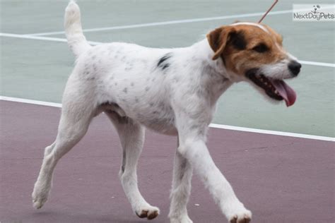 Superb litter of quality puppies our pups all have inherited the superb temperaments from there parents ideal for the young and old alike the pups are full of fun playful. Shadow: Parson Russell Terrier puppy for sale near Inland ...