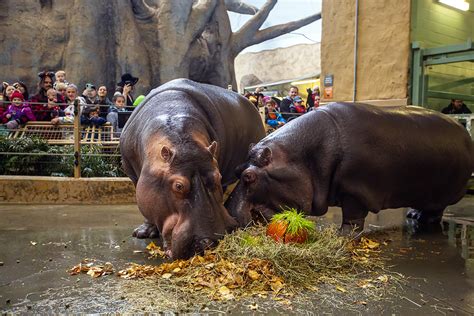 Photos Zoo Celebrates Hippo Birthday With Halloween Treats Livewire