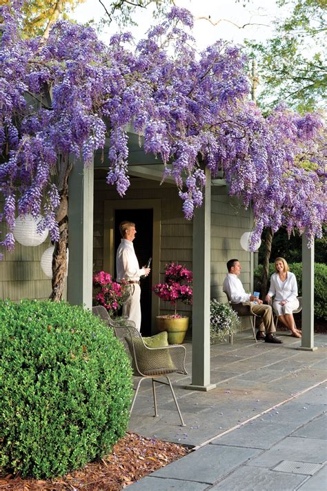 Vine with purple flowers arizona. Why We All Love Wisteria - Southern Living