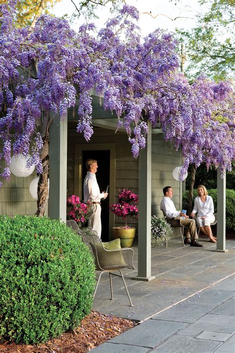 Plant moderate growing vines, such as similar to vines that climb by tendrils, twining vines grow best on wires, trellises, or arbors. Why We All Love Wisteria - Southern Living
