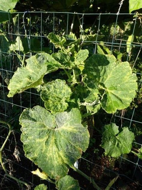 They have been destroying my crops for so many years. Zucchini Plant Diseases - Treating Common Zucchini ...