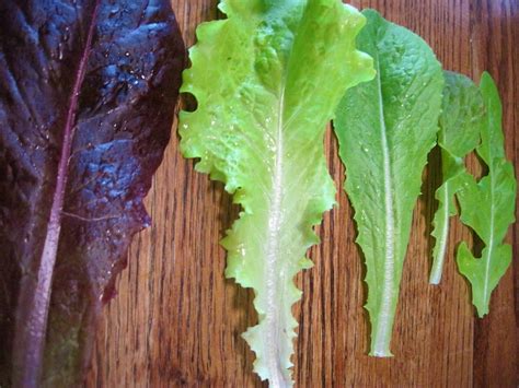 Harvesting Lettuce How To Harvest And Store Lettuce For Fresh