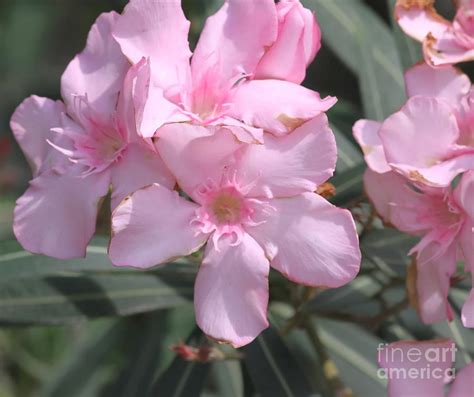 Pink Oleander 2 Photograph By Cathy Lindsey