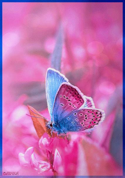 One And Only One Beautiful Butterflies Butterfly Wallpaper Butterfly