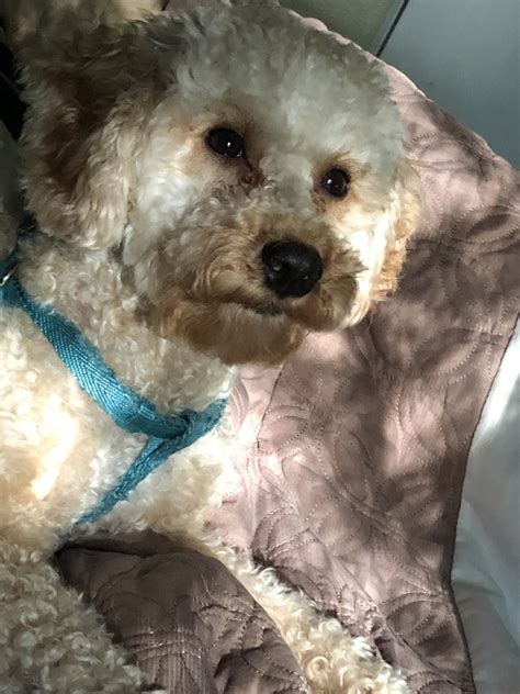 You should brush your puppy at least every other day to keep the coat from becoming tangled and matted. Miniature Poodle Puppies For Sale | Lakeland, FL #302568