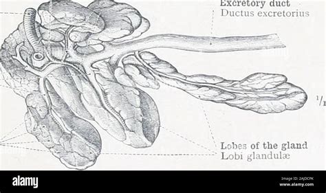 Labial Artery Hi Res Stock Photography And Images Alamy