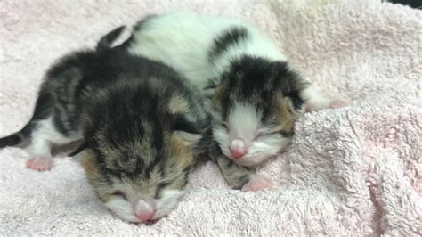 Newborn Kittens Dumped In A Plastic Bag And Left To Die Itv News Central