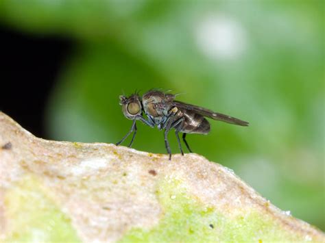 Critters Down Under Shore Flies Pro Mix Greenhouse Growing