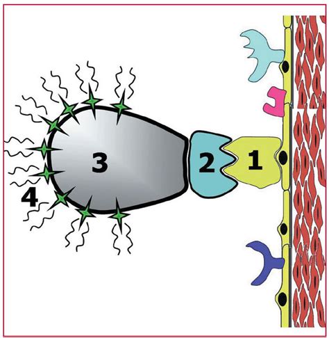 Maybe you would like to learn more about one of these? Animal Cell Unlabeled - Cliparts.co