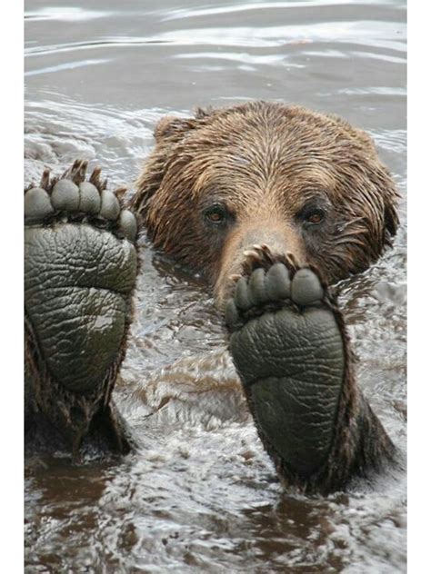 Grizzly Bear Contemplating Its Feet While Sitting In The Water