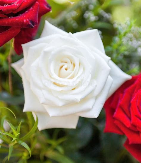 Red And White Rose Flowers Stock Photo Image Of Closeup 183038438