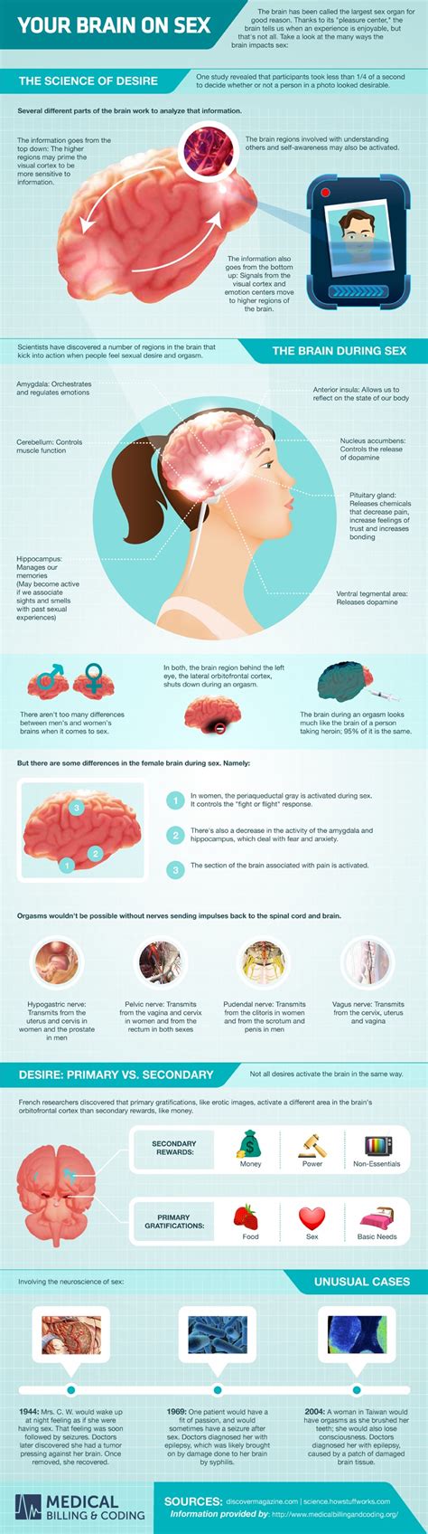 Your Brain On Sex Infographic