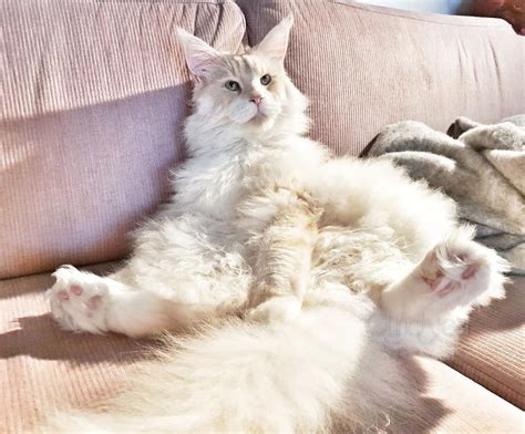 For growing kittens, their food should have a. This giant Main Coon cat is taking the internet by storm