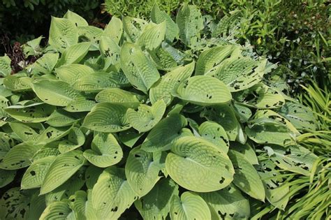 You can buy plant collars, but look at the price of these things! How to Get Rid of Cutworms Naturally (DIY Remedies) | BugWiz