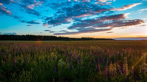 Download Wallpaper 2560x1440 Field Grass Sky Summer Sunset