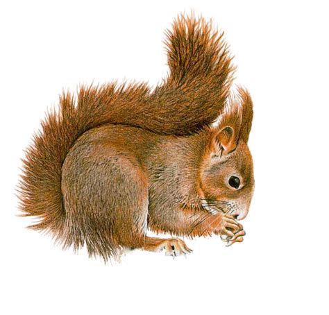 Squirrel Png Transparent Images Png All