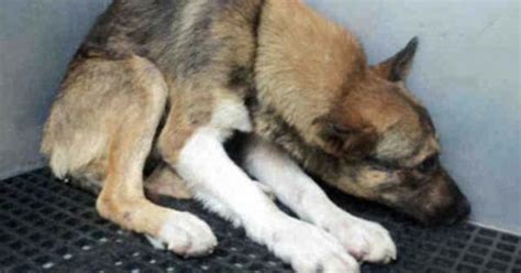 Traumatized Dog Gets A New Home And New Life