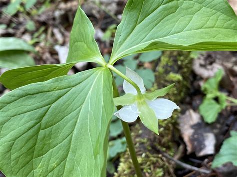 Maryland Biodiversity Project - Nodding Trillium (Trillium cernuum)