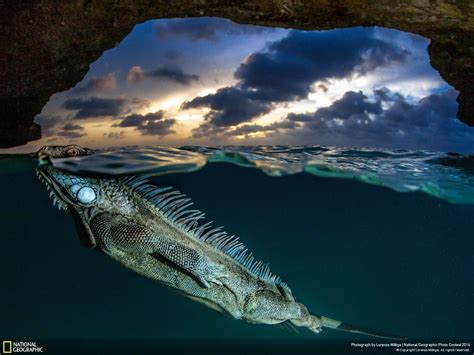 The Best Pictures From National Geographics Photo Contest 2014
