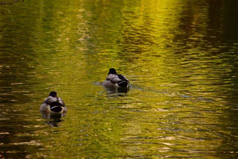 Free Picture Bird Reflection Lake Duck Water Waterfowl River Pond