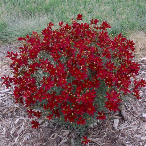 Red Perennial Flowers That Bloom All Summer Ideas Of Europedias