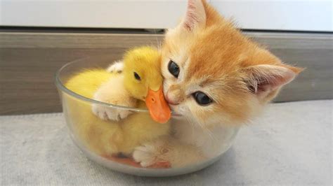 Kitten Hugged Little Duck Tightly Because He Afraid That She Ll Leave